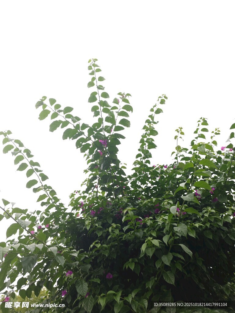 蓬勃生长的翠绿藤蔓植物