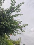 绿叶衬景下的朦胧天空