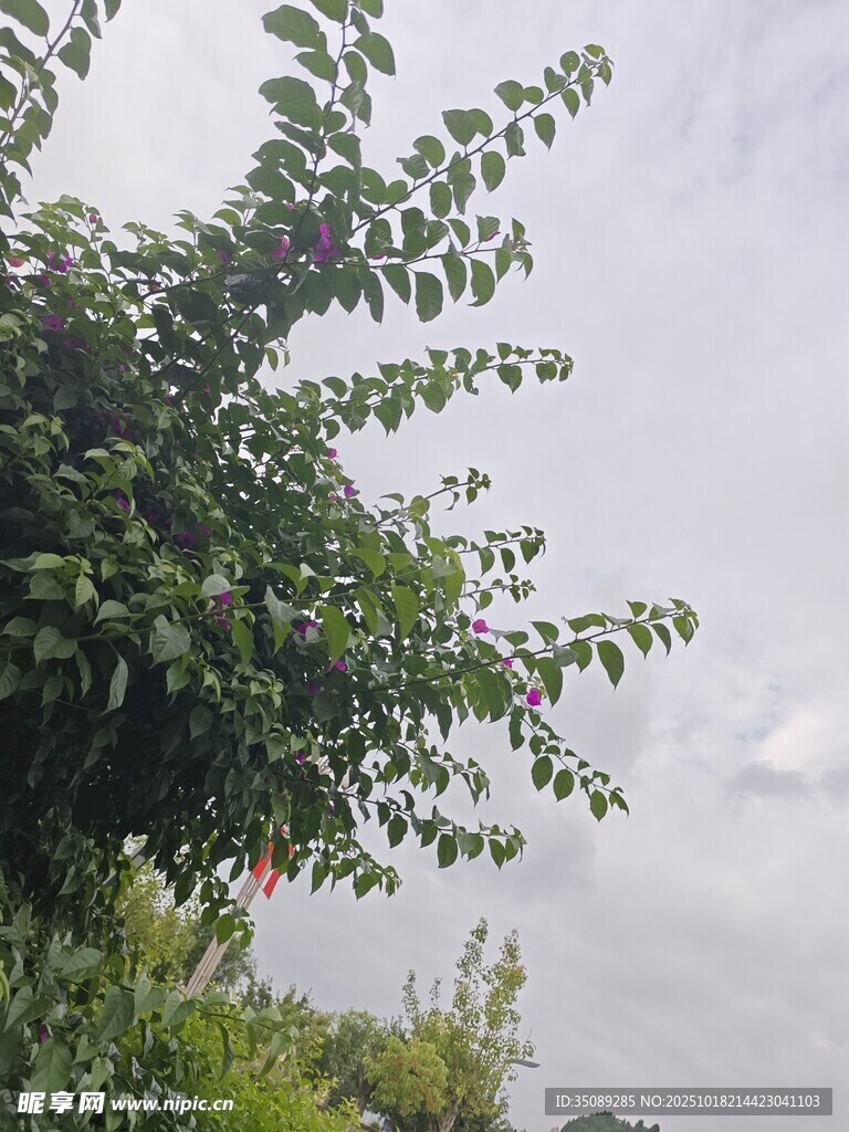 绿叶衬景下的朦胧天空