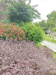 花园绿植景观