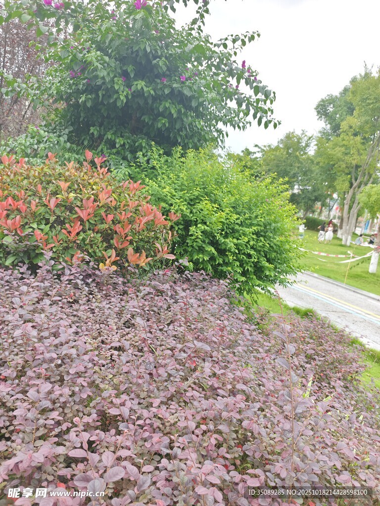 花园绿植景观