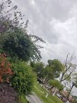 阴天中的绿植小径