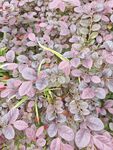 紫叶植物特写