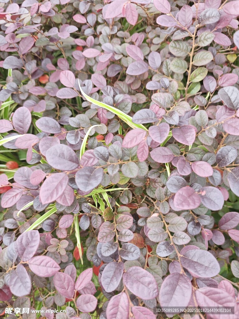 紫叶植物特写