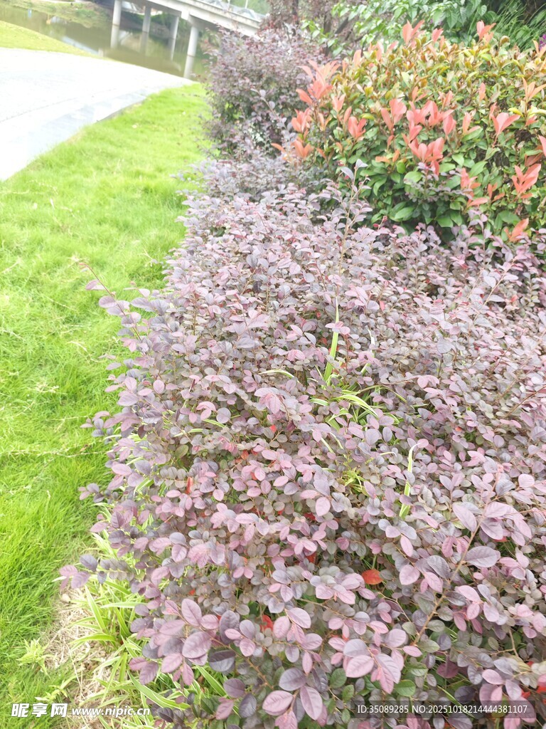 紫叶灌木与绿草相映成趣