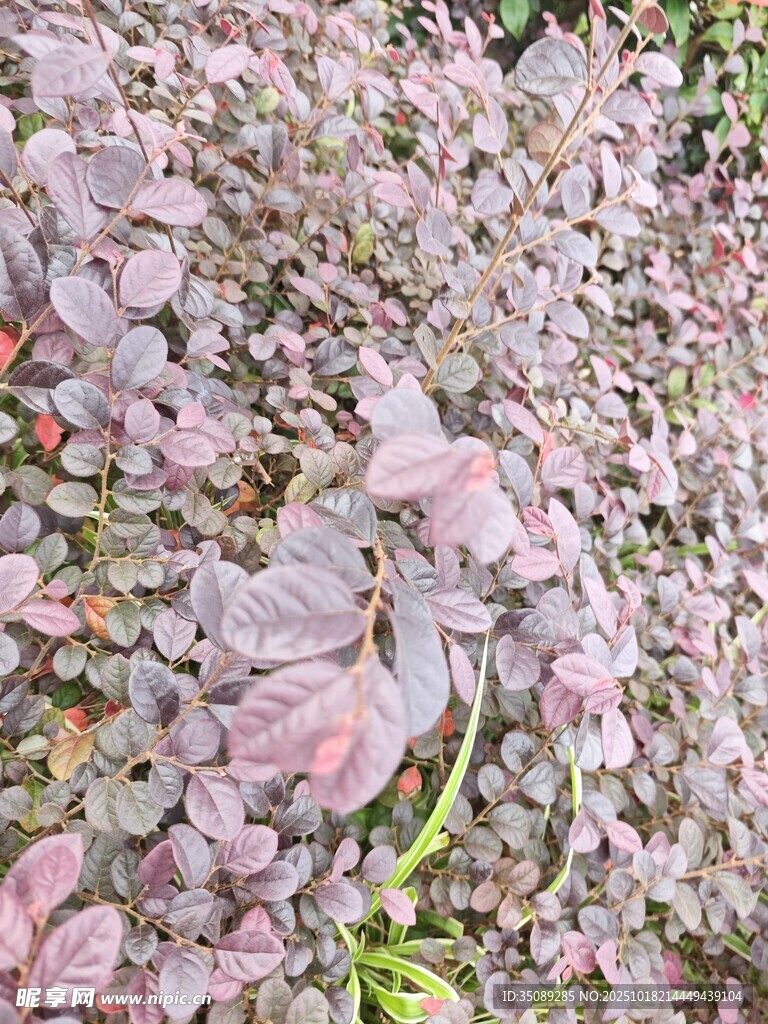 粉色多肉植物特写