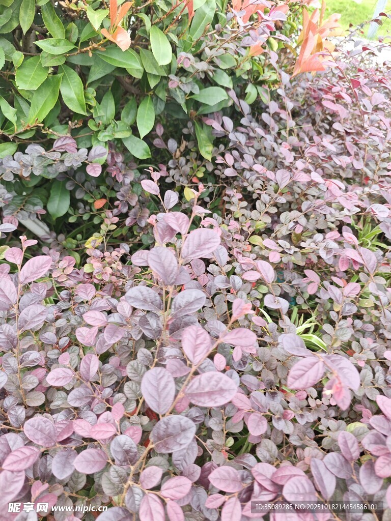 粉紫叶片植物景观