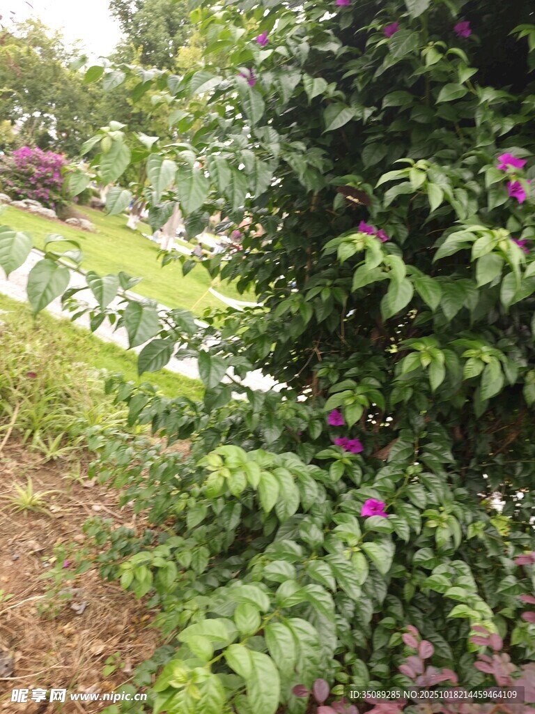 繁茂绿植中的缤纷花卉