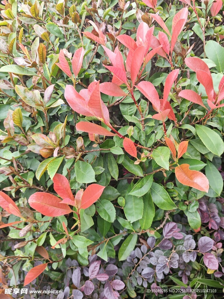 鲜艳多彩的红叶植物景观