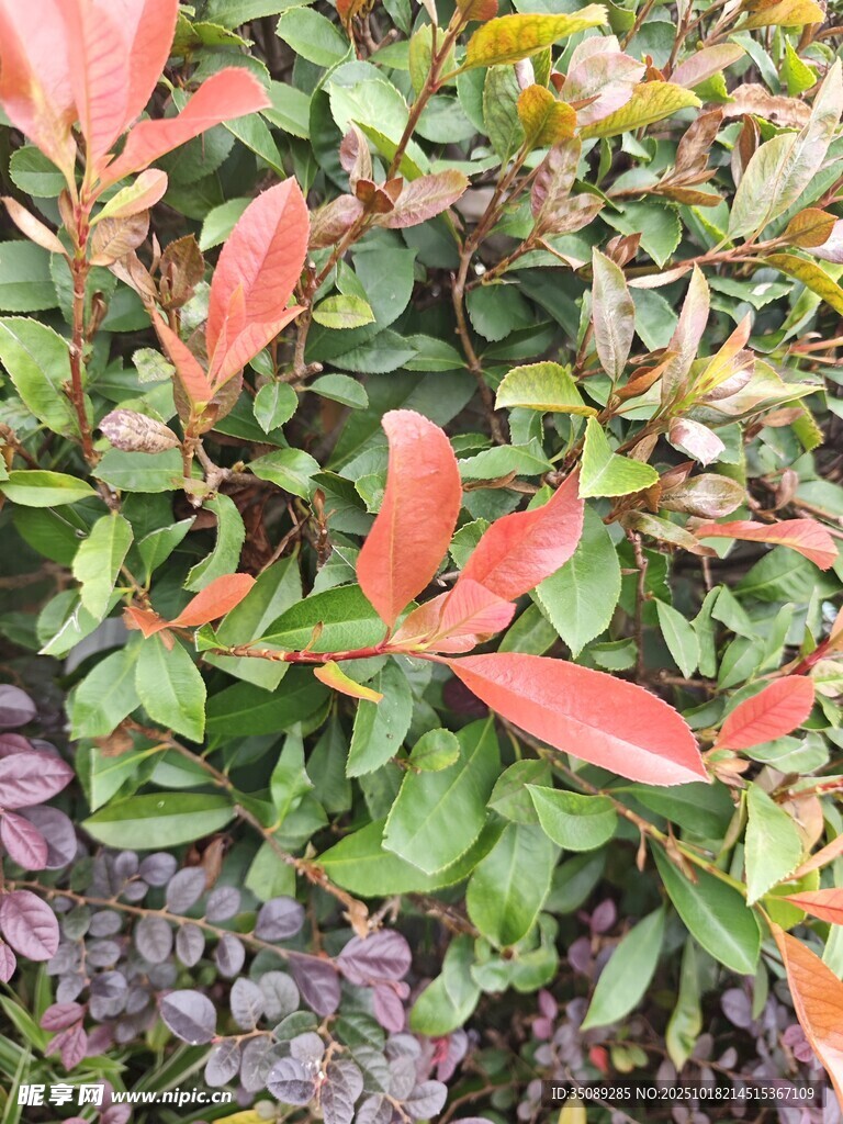 多彩叶片植物景观