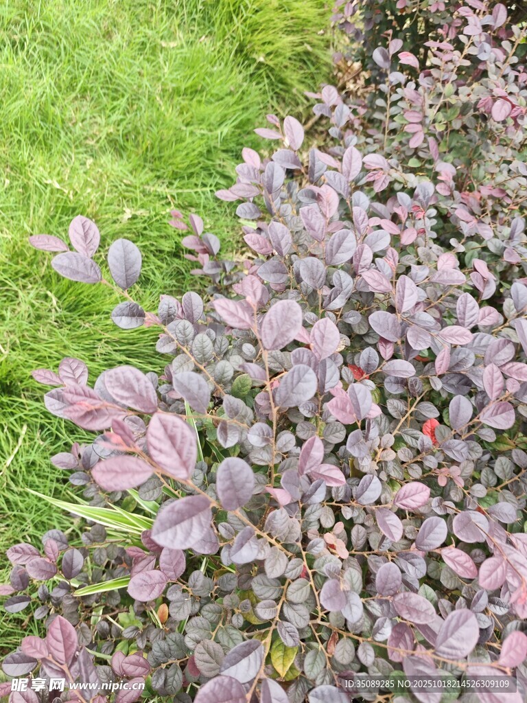 紫叶植物与绿草景观