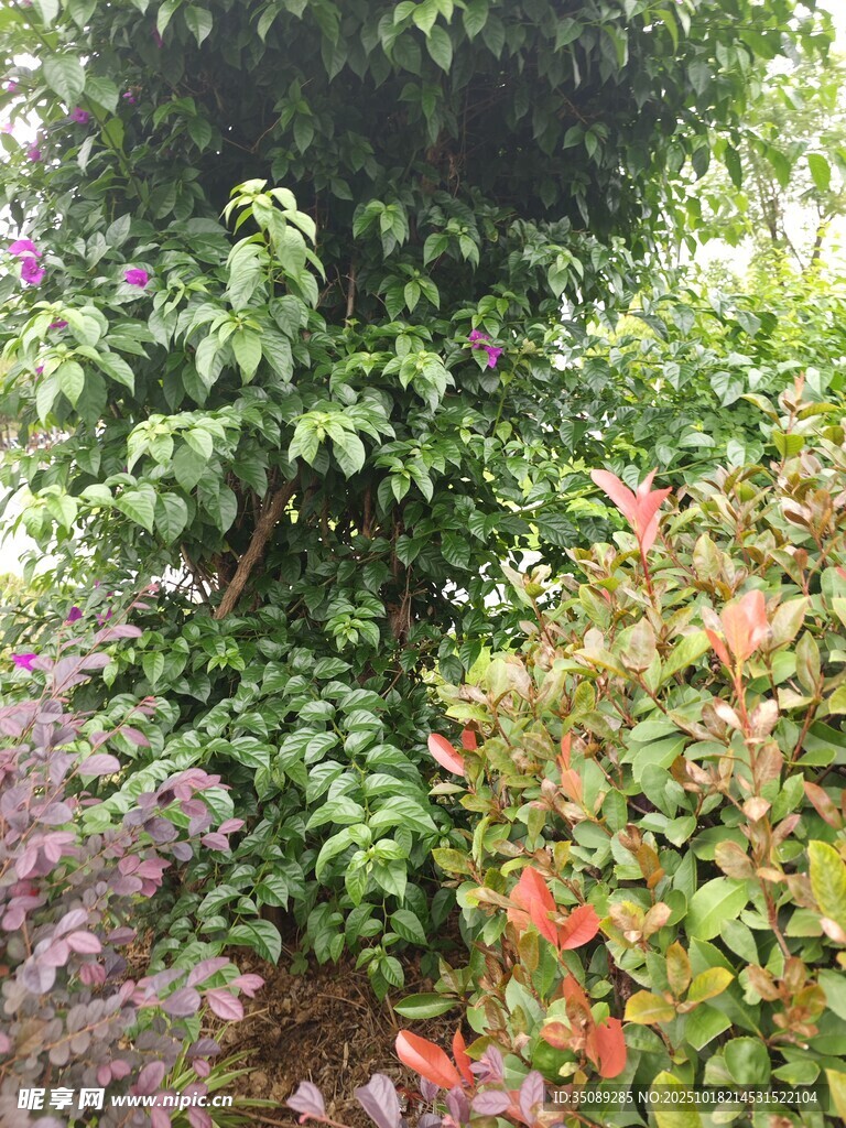 多彩植物景观