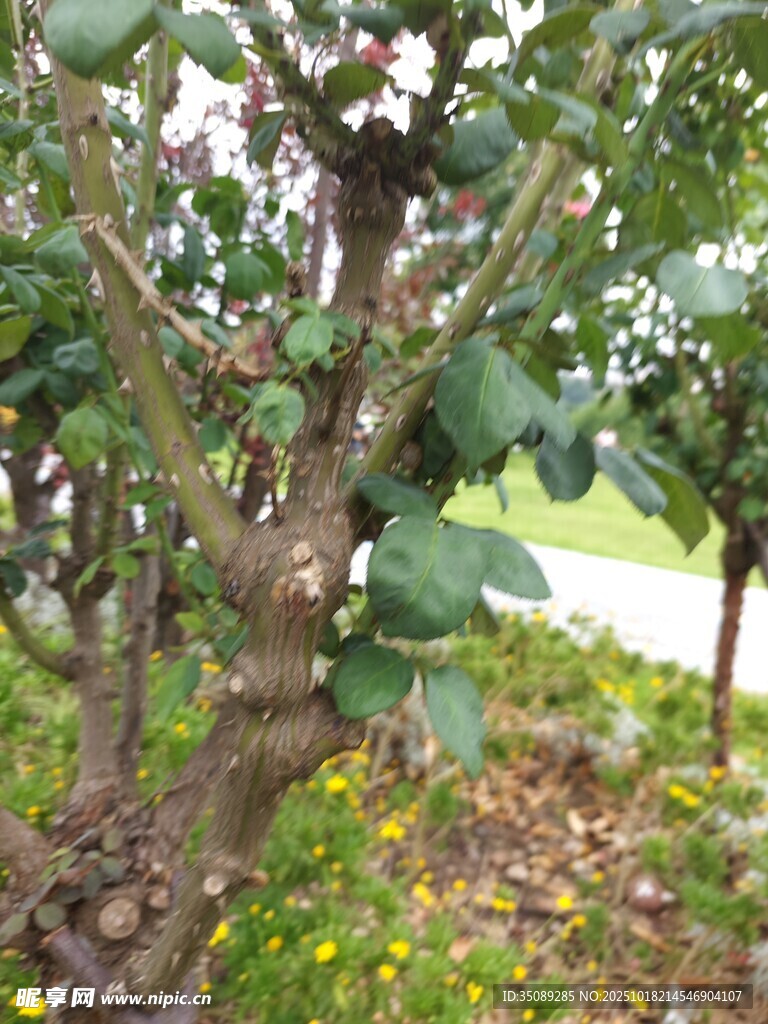 果园里的繁茂果树
