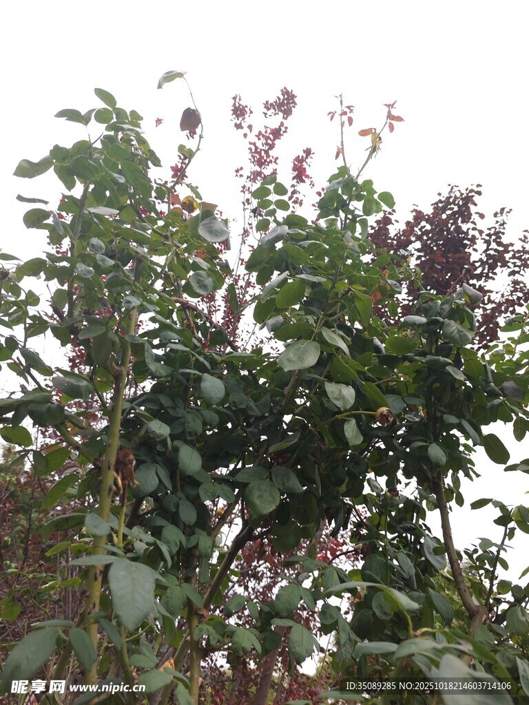 繁茂绿植生机盎然