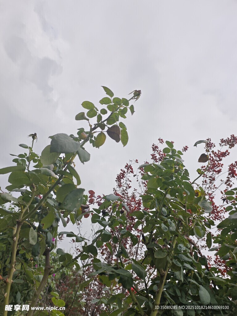 雨中繁茂植物景观