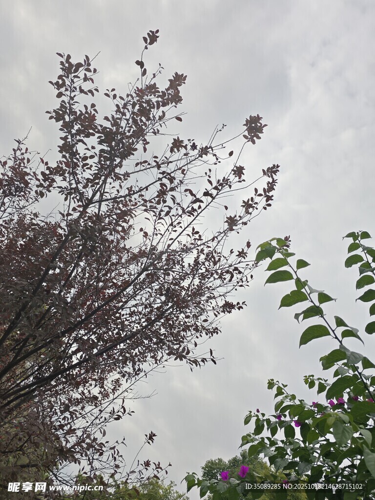 枝头繁花与绿叶相映
