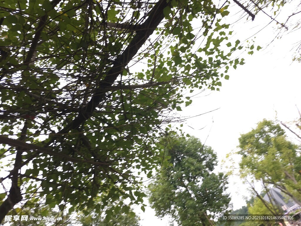 仰视葱郁树林树冠景观