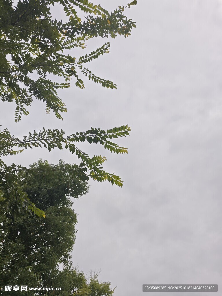 枝叶繁茂的树梢