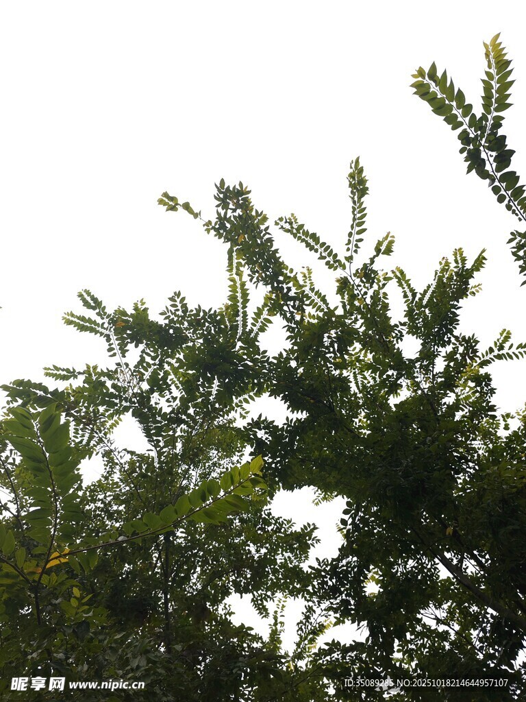 枝叶繁茂的绿树