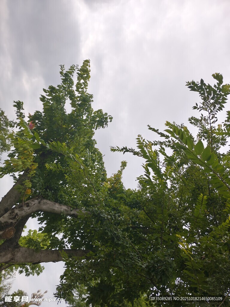仰视绿树与天空