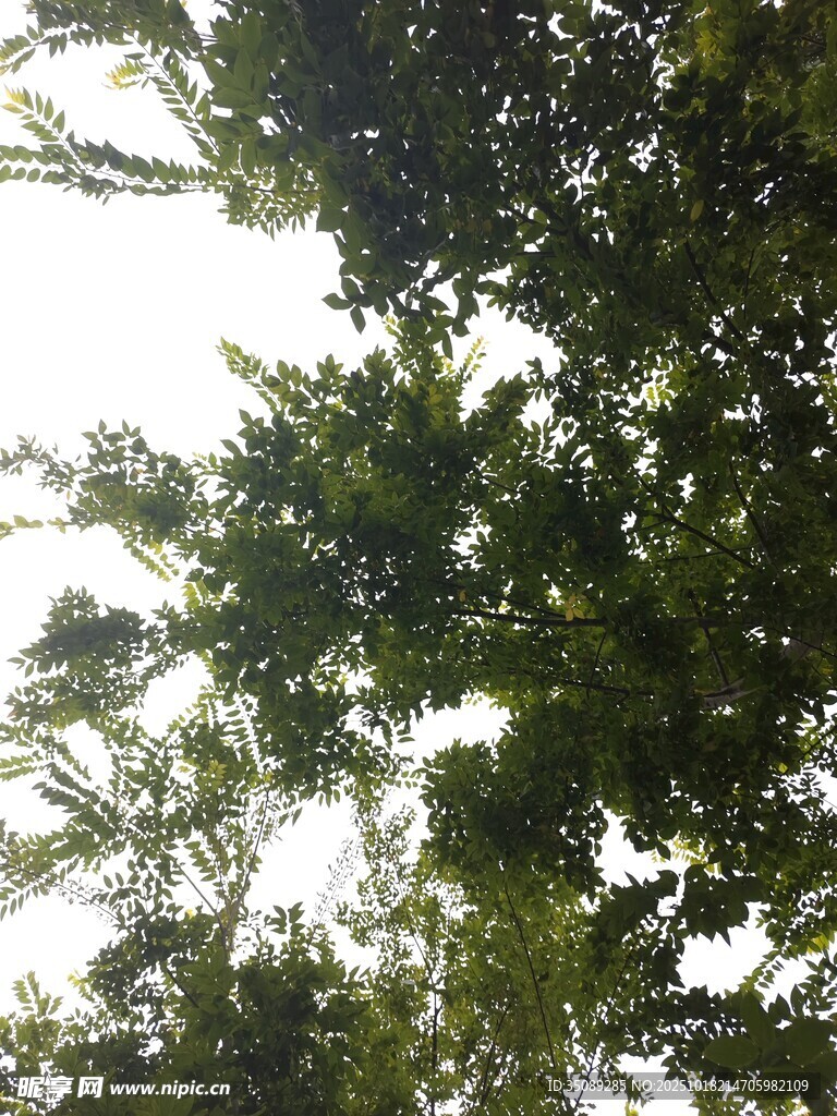 仰视繁茂树冠