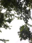 仰视繁茂枝叶
