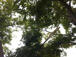仰视繁茂绿树树冠