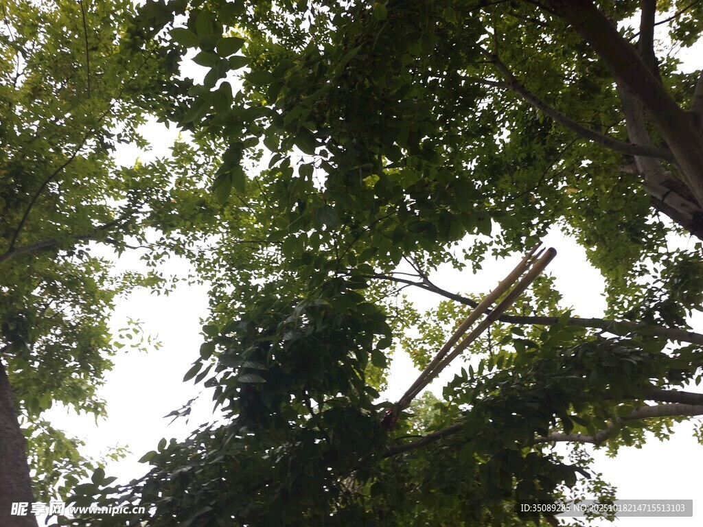 仰视繁茂绿树树冠