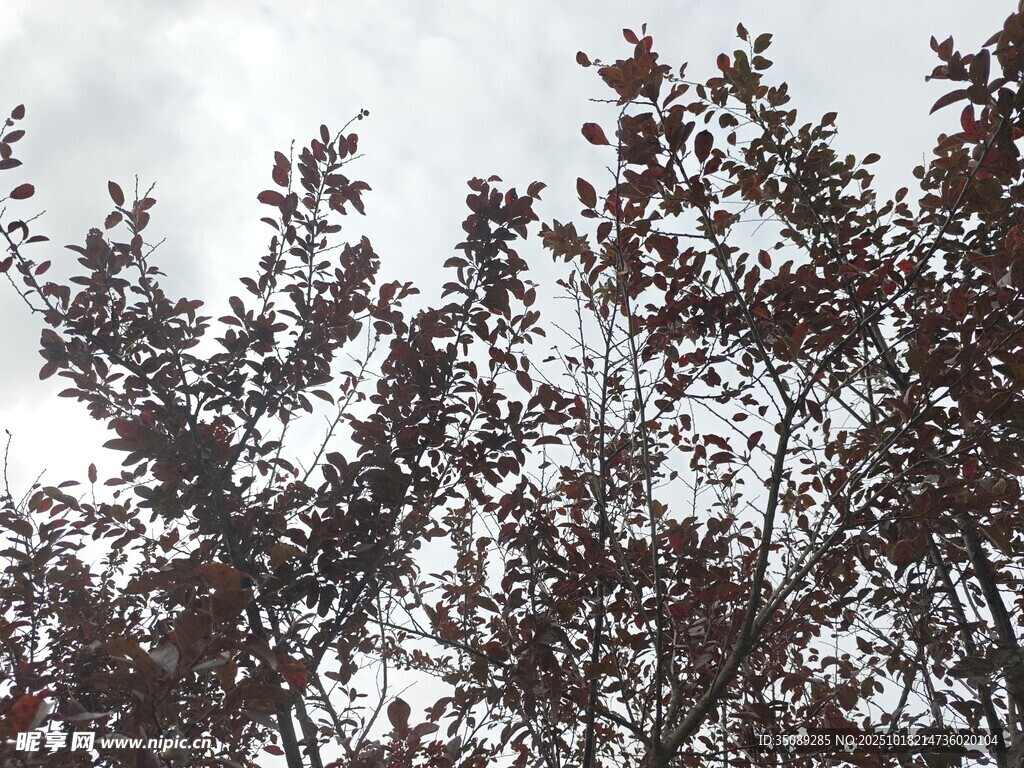 枝头红叶映灰白天空