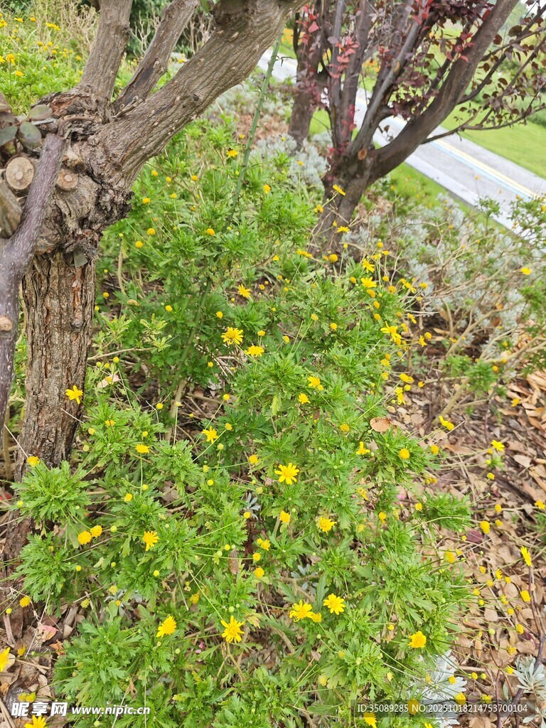 枝头黄花绽放绿意浓