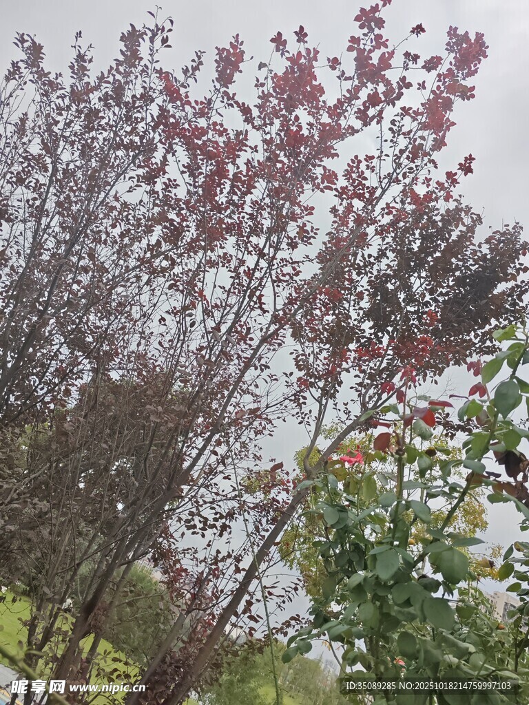 枝头繁花绽放的美丽景致