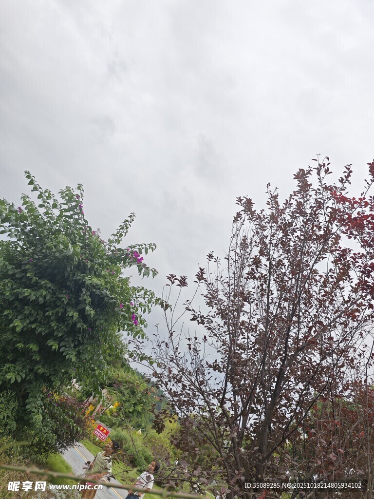 阴天中的绿植与红树