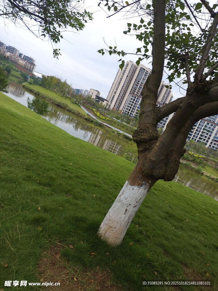 公园中弯曲树干与绿地景观