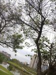 雨中公园树木与远处建筑