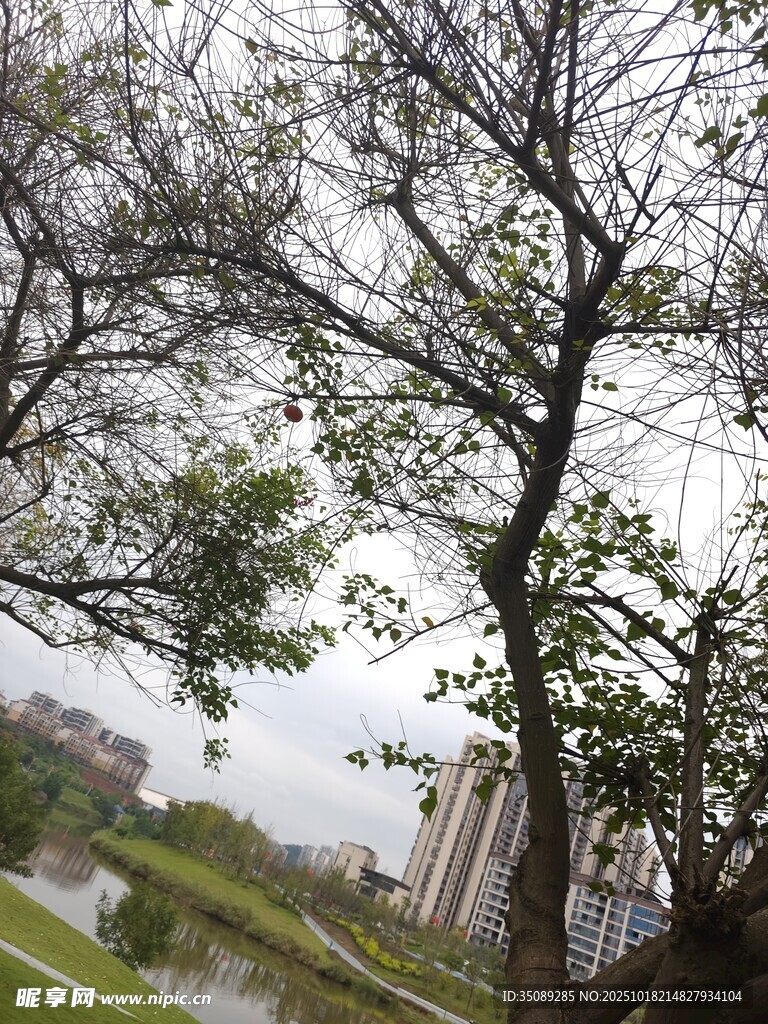 雨中公园树木与远处建筑