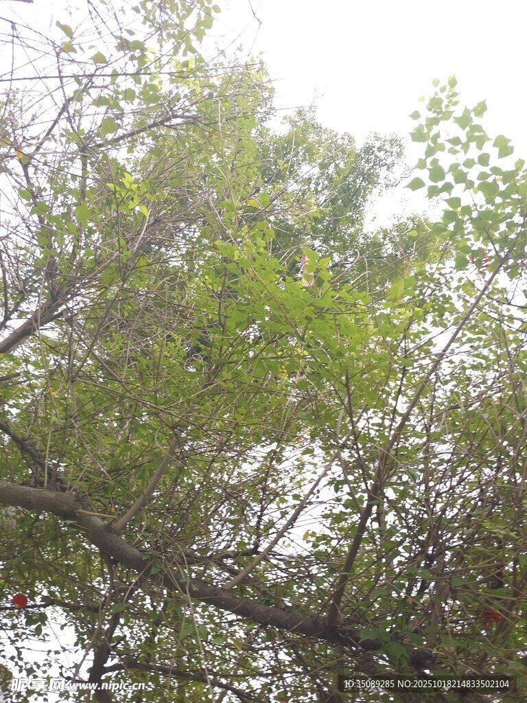 繁茂绿树仰拍景象
