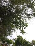 仰视茂密枝叶间的天空