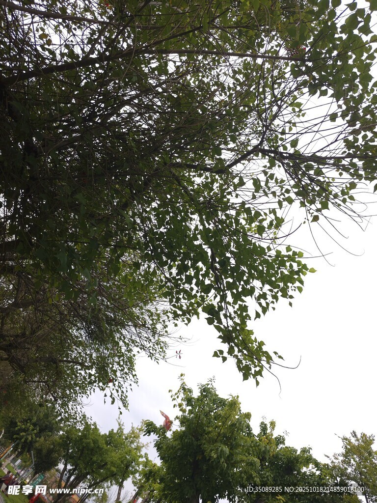 仰视茂密枝叶间的天空