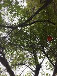 仰视繁茂树冠绿意盎然