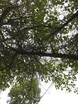 仰视繁茂枝叶景观