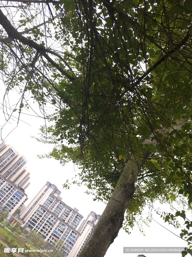 仰视视角下的绿树与建筑