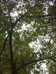 透过枝叶看天空