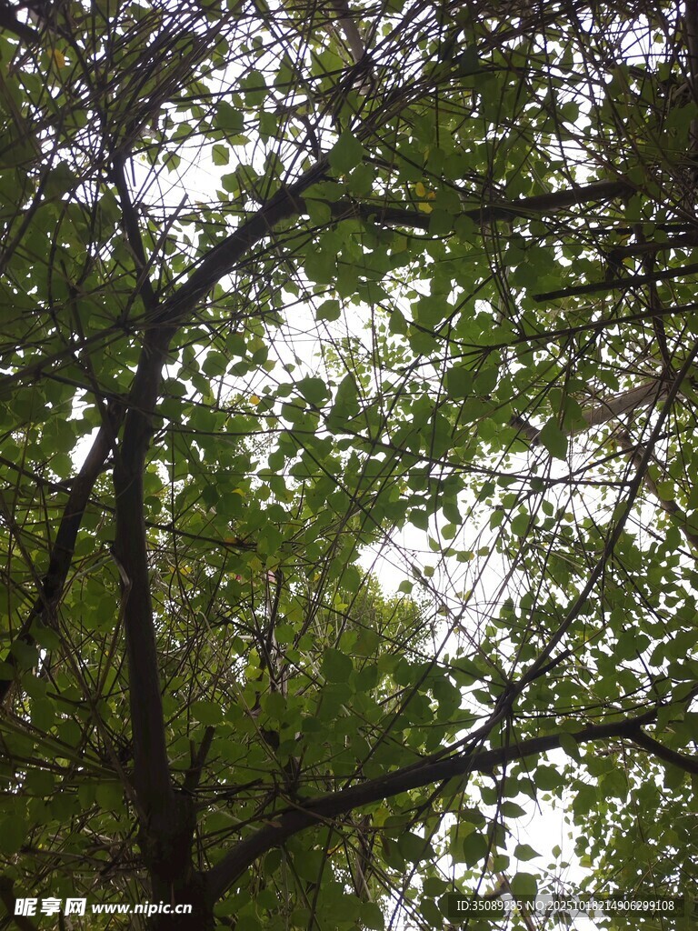 透过枝叶看天空