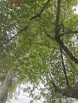 仰视繁茂绿树景观