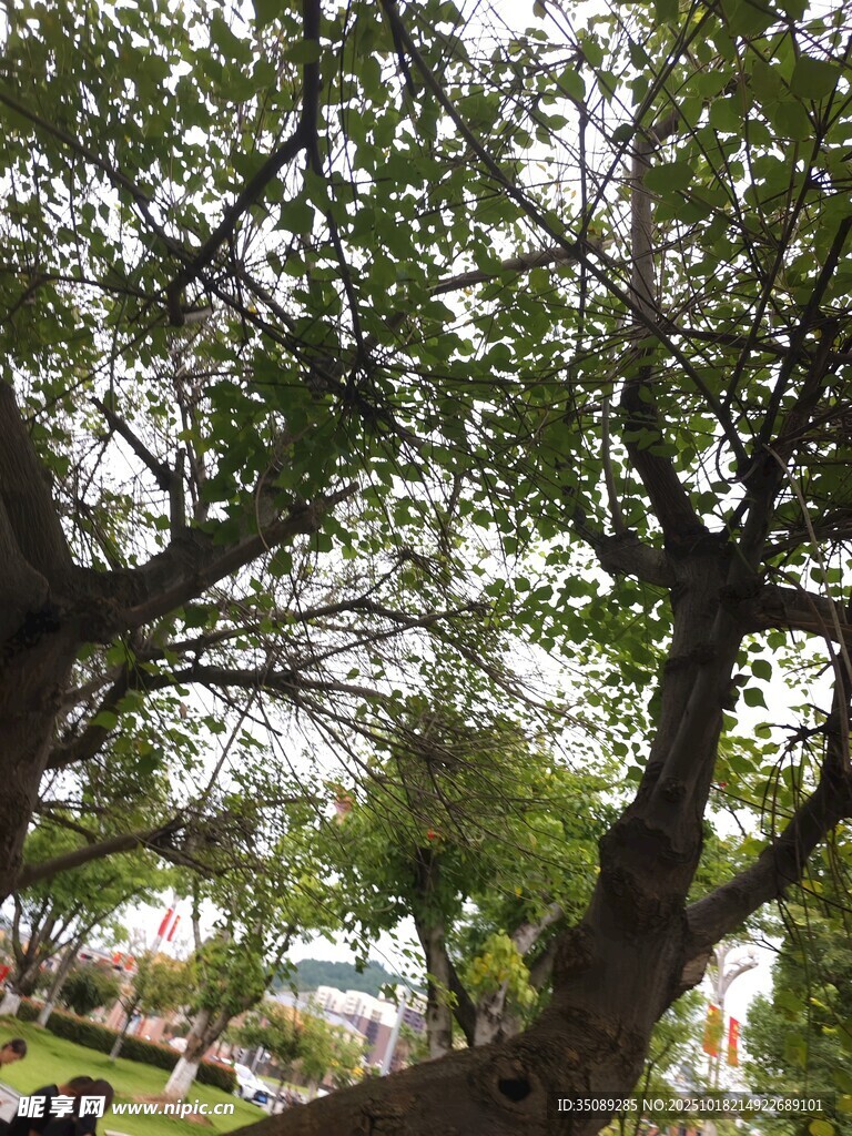 仰视繁茂大树绿意盎然