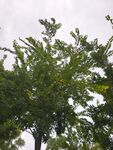 绿叶繁茂的树木