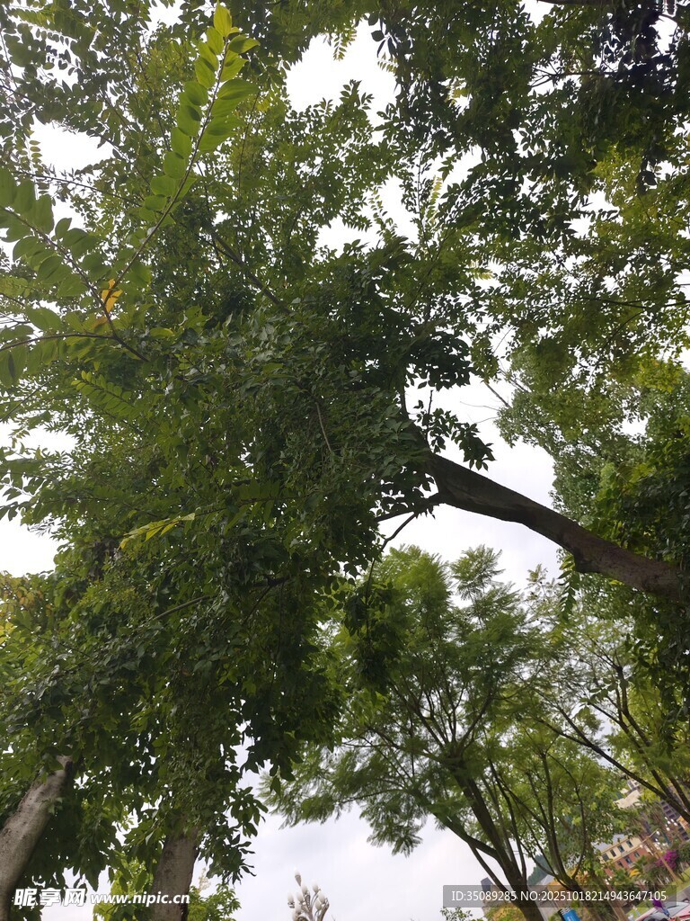 繁茂大树展现蓬勃生机