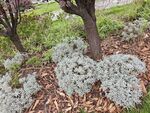 银叶植物点缀树下景观