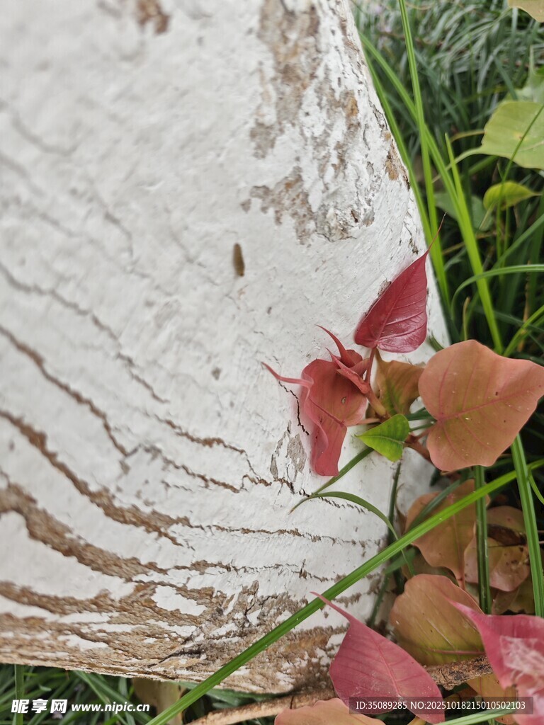 石边红叶绿植自然景致