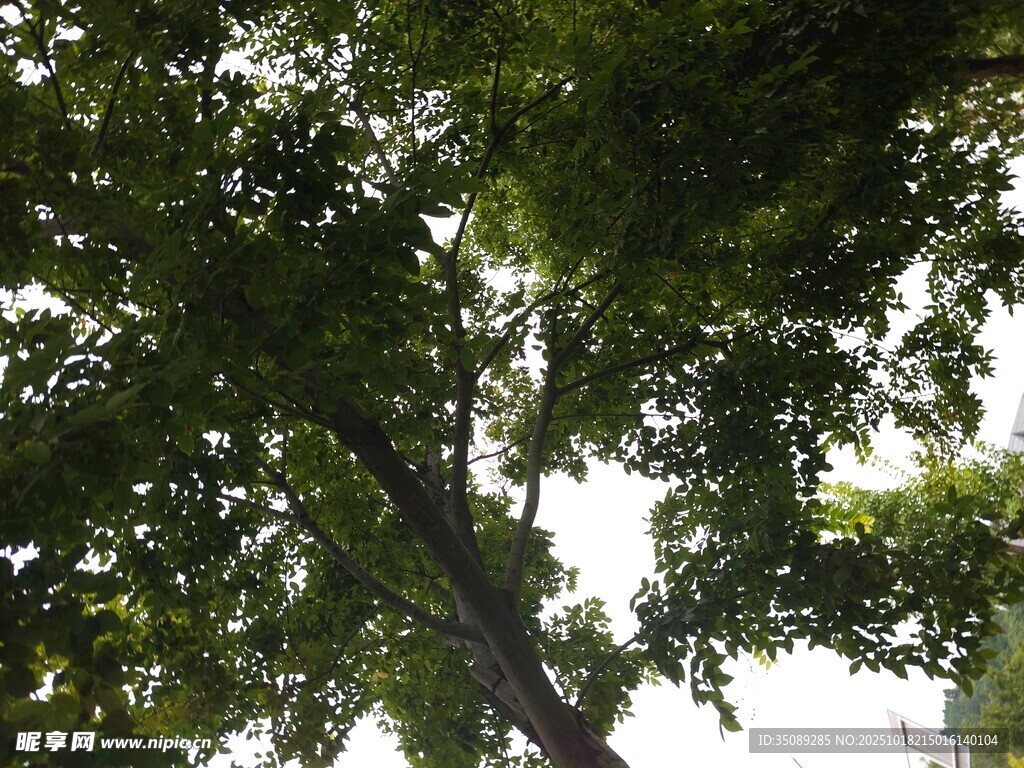 仰视繁茂绿树树冠